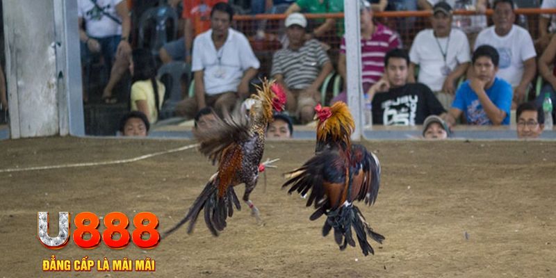 77win đăng nhập mậu binh khuyến mãi